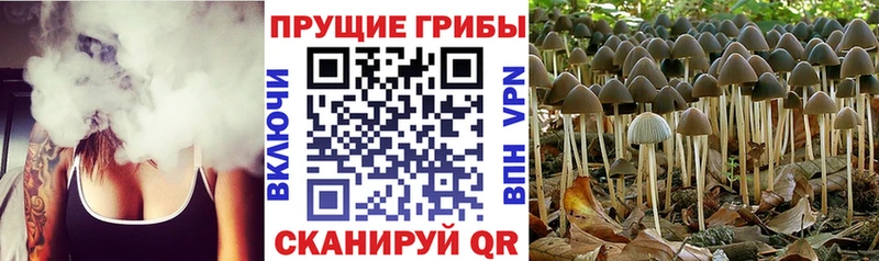 Псилоцибиновые грибы Cubensis  наркота  Навашино 
